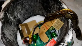В мусорном бачке нашли питона