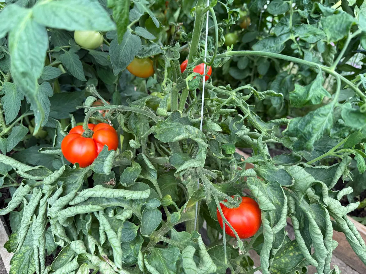 Эти сорта томатов-работяг посажу в 2026 году по советам опытных агрономов: делюсь наблюдениями