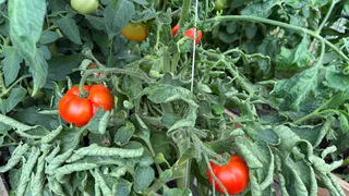 Эти сорта томатов-работяг посажу в 2026 году по советам опытных агрономов: делюсь наблюдениями