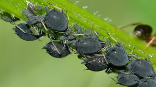 Облил смородину по-фински — и тля посыпалась трухой: ни один мерзкий вредитель не выживет  