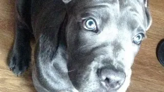 В Рязанской области начнут строить приют для животных