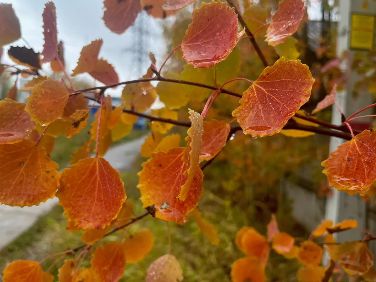 Неблагоприятные погодные условия ожидаются в Челябинской области 19 ноября