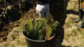 Во Владимирской области уже высажено 1500 гектаров леса из весеннего плана