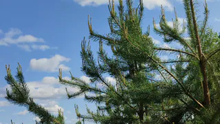 18 сентября в Коми ожидается переменная облачность с кратковременными дождями