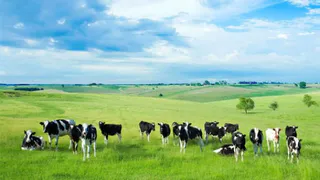 Брянских сельхозпроизводителей обязали огородить пастбища в тысячи гектаров сеткой