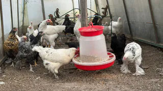 Самые "выгодные" птицы в деревне уже не куры: почему селяне и дачники резко поменяли свои интересы