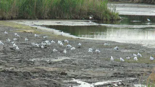 На "Дикой утке" нашли незаконный водовод