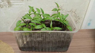 2 ложки на 1 литр — попрет щеткой даже щуплая рассада: станет крепкой, мощной и коренастой