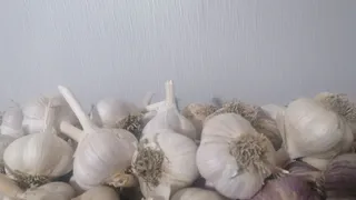 Чеснок начал активно расти — пора вносить вторую подкормку: поддержка культуры во время формирования плодов