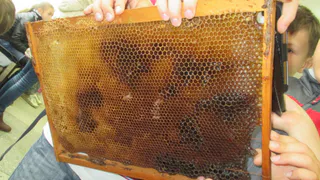 Кто сделает лучшую фигуру пчелы? В Рыбном пройдет праздник, посвященный кузнецам и меду