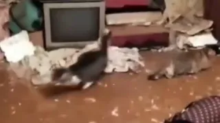 Дело сделано: профильные службы выловили кошек из квартиры на Трудовой