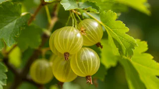  Ученые назвали эту ягоду - царской. Вот в чем ее польза для здоровья