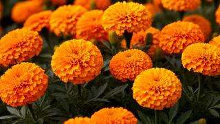 Бархатцы — настоящие стражи клубники: вот как можно применить их от нематод и долгоносиков