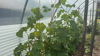 Щепотка приправы на ведро воды, и огурцы больше не болеют — собираю ведрами сочные и красивые плоды