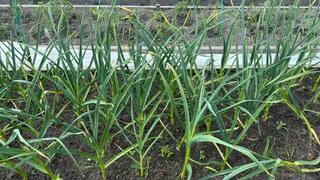 Под посадку озимого чеснока — первым делом: обязательно вношу в землю 2 компонента – получаю здоровые и крупные головки