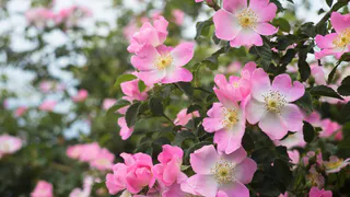 Даже листьев не видно: великолепный многолетник усыплет весь сад пышными алыми шапками - цветет по октябрь и неприхотлив