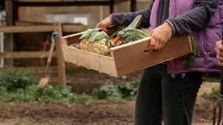 Бросаем всего 5 горстей внутрь – конденсата в погребе нет даже в мороз: гниль и плесень сгинут