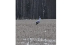 Жители Коми продолжают бороться за не улетевшего журавля на овсяном поле