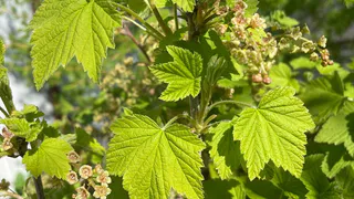 Воткнула под смородину — вся тля пропала за 1 день: даже обрабатывать не нужно — листья чистые полное лето