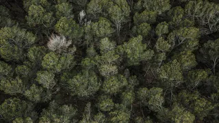 Уже с 1 мая во Владимирской области начнется авиапатрулирование лесов