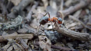Спасает от муравьев за считанные секунды: просто добавляю йод в воду - записывайте рецепт