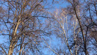 8 ноября в Рязанской области ожидается дождь и +10