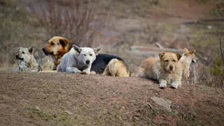 Стая больших собак держит в страхе нижнекамцев 