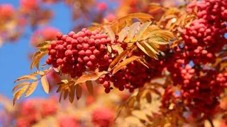 Приметы и запреты на 18 сентября: бойтесь осенней Кумохи