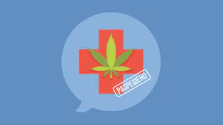 Опийный мак и конопля: что начнут выращивать в России?