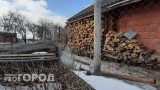 В Коми директор учреждения подозревается в хищении миллионов на дровах