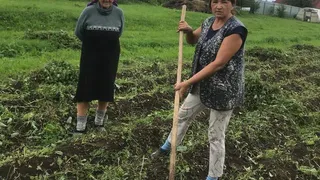 В Минтруда Чувашии рассказали как помогают пожилым в сборе урожая картофеля