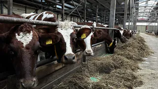 "Нёбдинский" из Коми вошёл в тройку лучших животноводческих хозяйств России