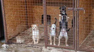В Брянске отловят и выпустят назад около 1,5 тысячи бездомных собак