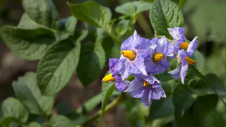 Как только зацвел картофель — тут же сыплю под корень: 20 кустов выдают урожай на всю зиму