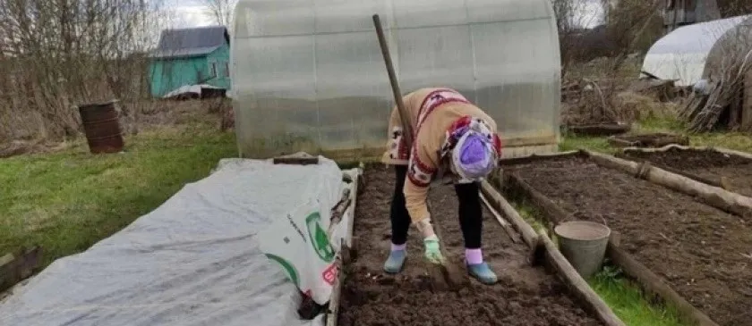 Это популярное растение запретили выращивать: новое правило для россиян