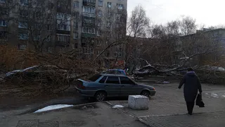 На улице Комбайновой в Рязани дерево рухнуло на автомобиль