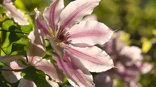 Просто забрасываем в январе в горшок горстку семян — в июне весь сад покроется цветущими лианами: петунии уйдут из топа