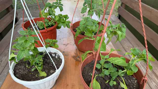 Петунию «бомбит» от этой «вкусняшки»: кормлю раз в месяц — цветет все лето без перерыва