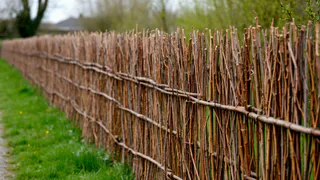 Соседи крутили у виска, когда я вкапывала 3000 прутиков: через три года вся округа завидовала моему живому забору