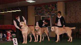 Список потенциально опасных собак. Что об этом думают рязанские дрессировщики