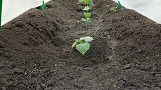 Знакомый рассказал как в Исландии все сажают огурцы: я сделал также, очень удобно и экономит кучу времени