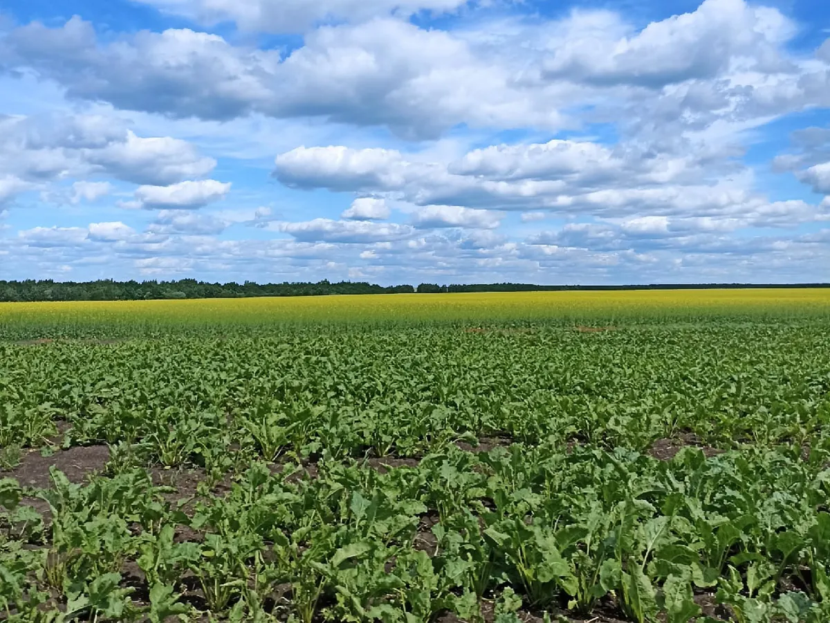 Пензенские аграрии увеличивают использование семян отечественных сортов