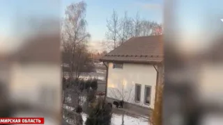 Следственный комитет занялся случаями нападения собак в Киржаче