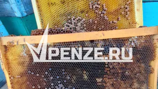 Крик души пчеловодов Сердобского района: история с массовой гибелью пчел получила продолжение