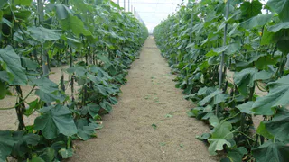 "Кормлю" огурцы содой, и уже 2 года собираю по 15 кг плодов с каждого куста