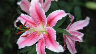 Любимая подкормка лилий весной: начнут цвести огромными бутонами и ни за что не заболеют