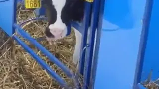 В Чувашии открылся современный телятник на 720 голов