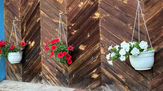 Петунии весной - обязательно: 2 подкормки нужны, как воздух - кусты провраться в цветущий водопад