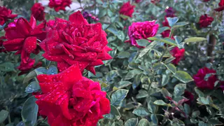 Рискнула заказать саженцы роз на Вайлдберриз: Соседи в окна заглядывают – бутоны с кулак и аромат волшебный