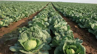 Нижнекамский фермер обманул родственника президента Ингушетии